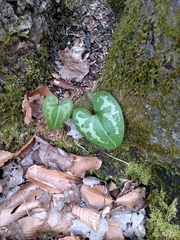 Hexastylis virginica