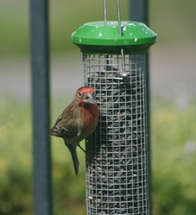 Haemorhous mexicanus