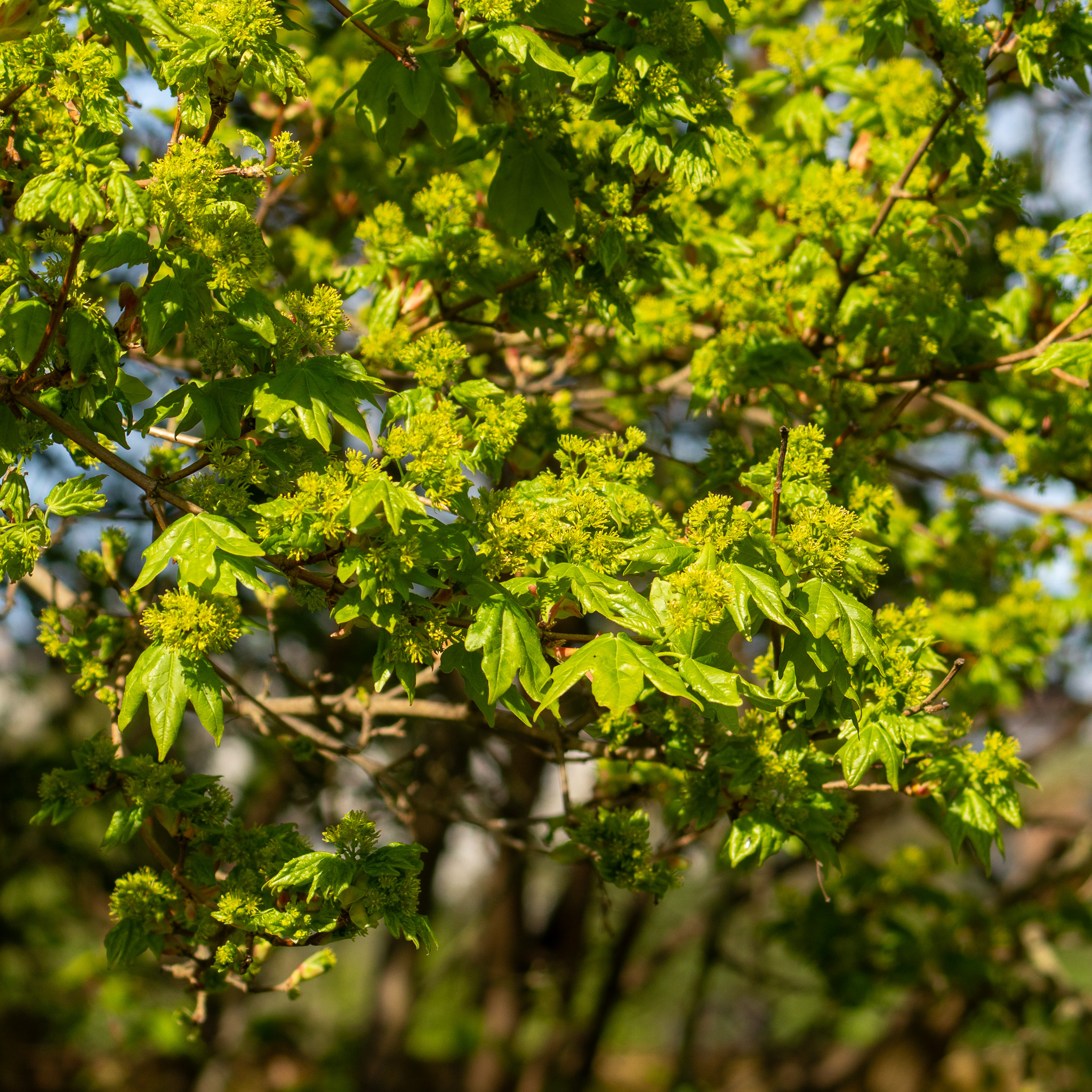 Field Maple (Acer campestre)