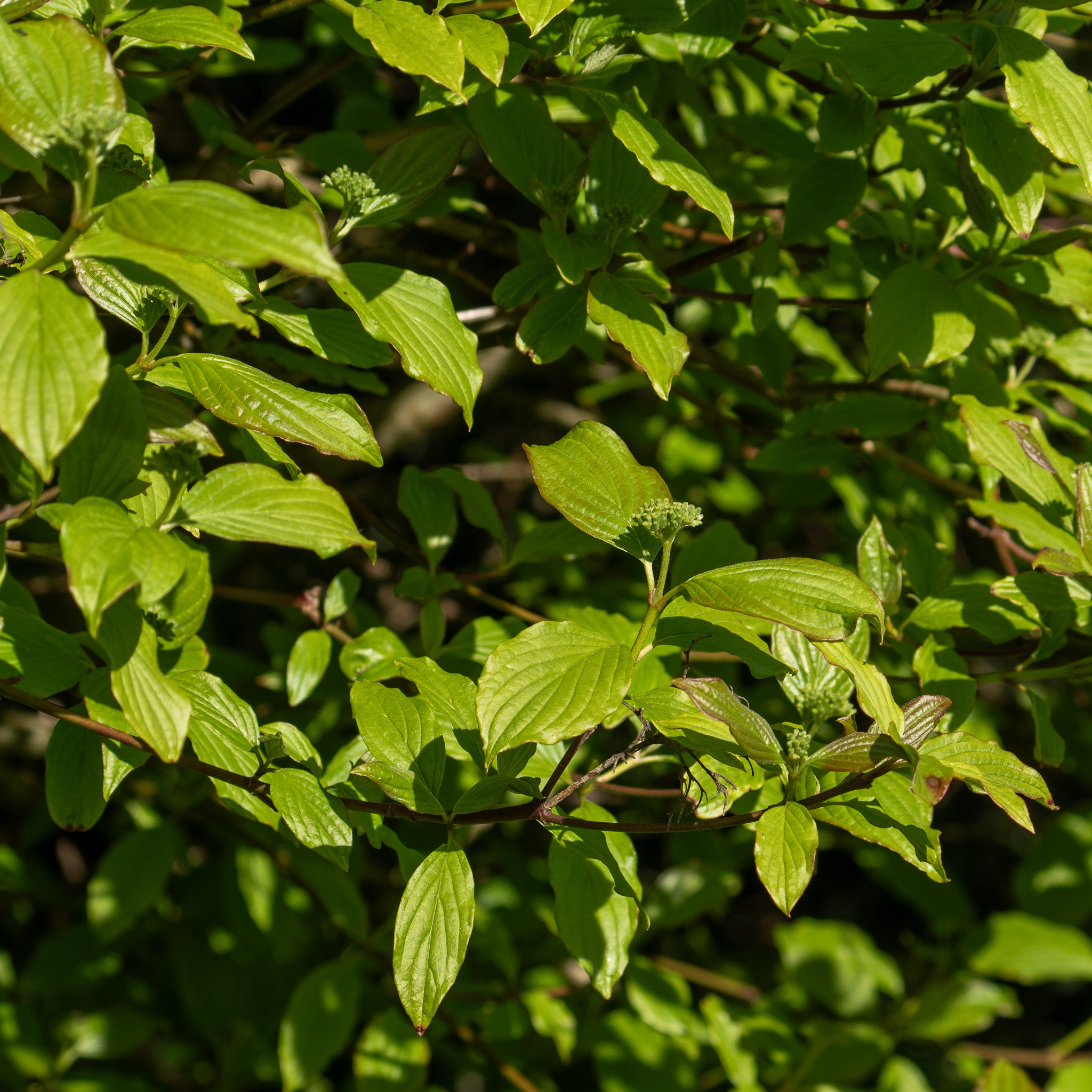 Common Dogwood (Cornus sanguinea)