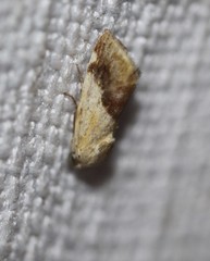 Acontia detrita