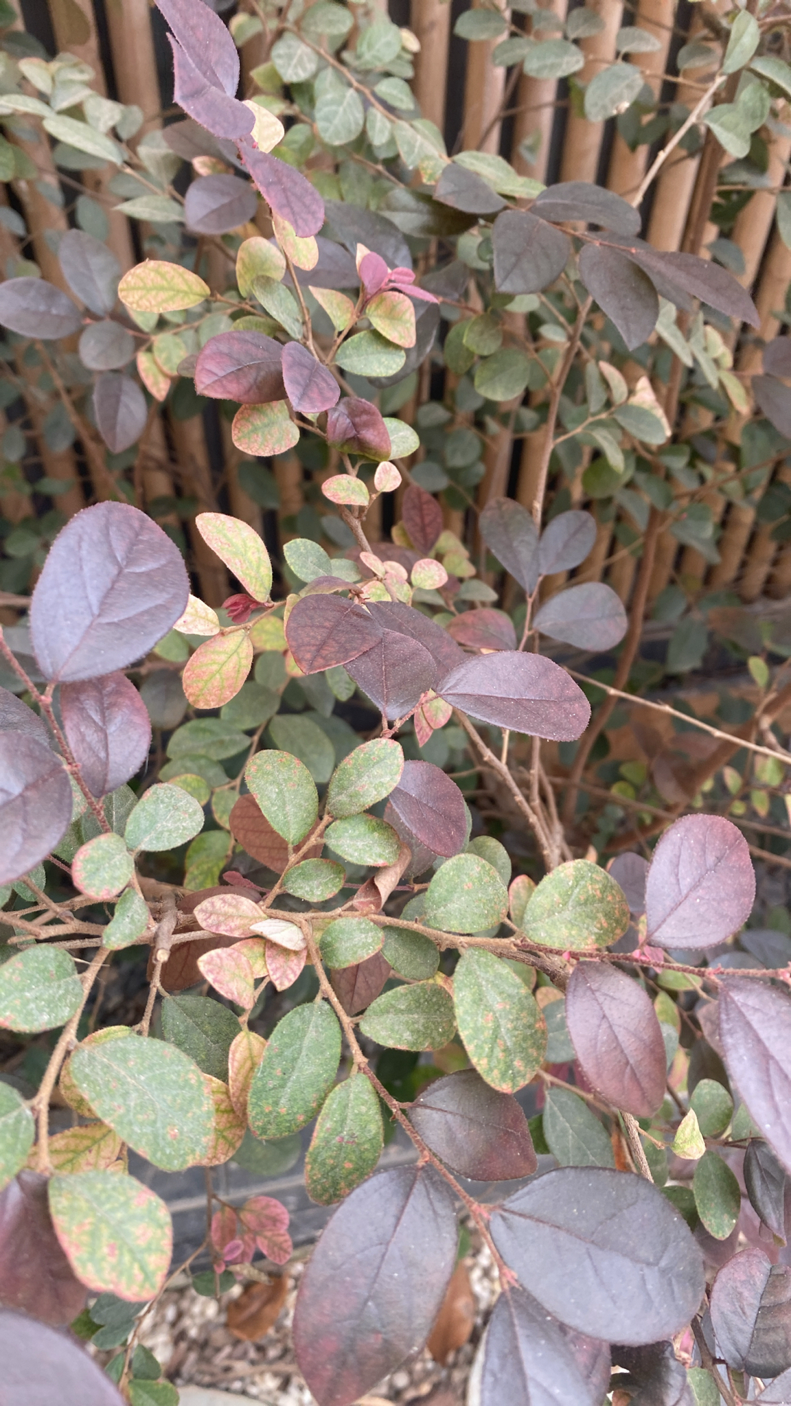 Loropetalum chinense — ảnh 2