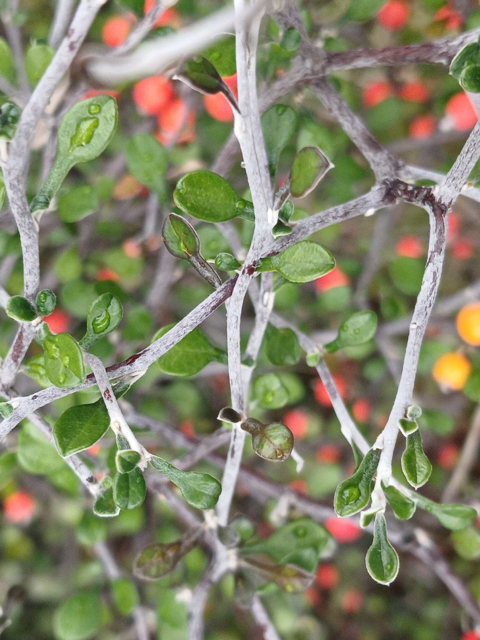 Corokia Cotoneaster (Corokia cotoneaster)