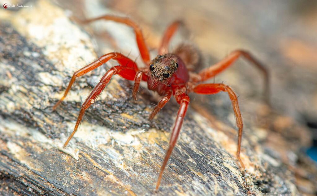 Trabea rubriceps