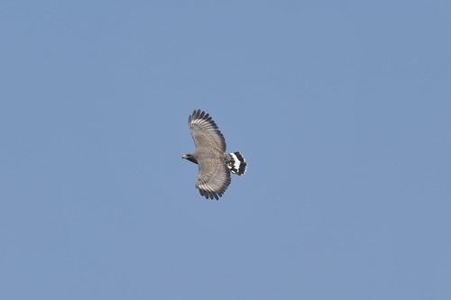 Cuban Black Hawk (Buteogallus gundlachii)