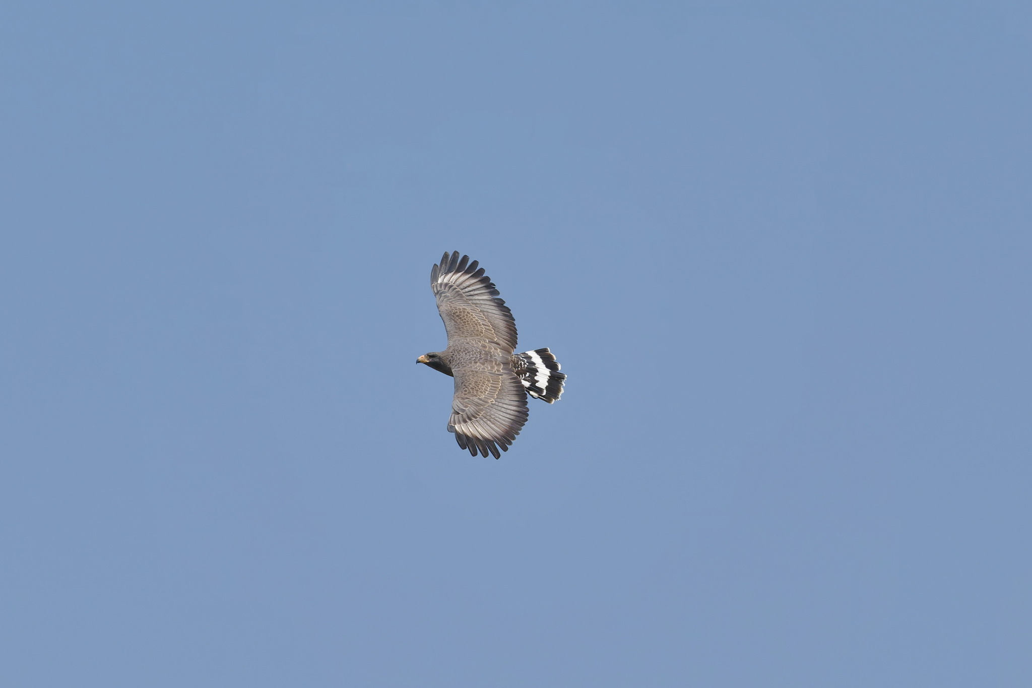 Cuban Black Hawk (Buteogallus gundlachii), photo 1