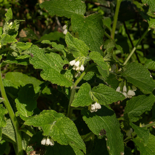 Symphytum orientale (Symphytum orientale)