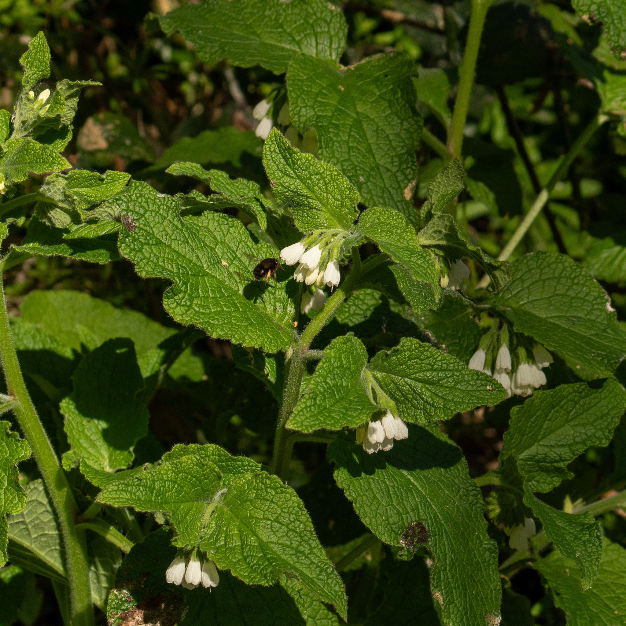 Symphytum Orientale (Symphytum orientale)