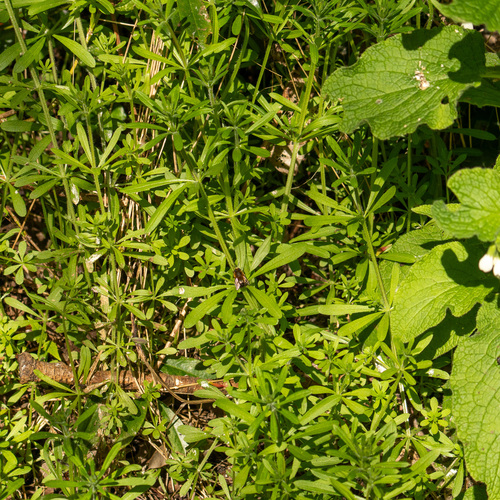 catchweed bedstraw (Galium aparine)