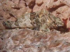 Oxylebius pictus