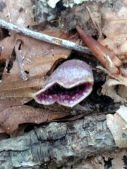 Hexastylis virginica