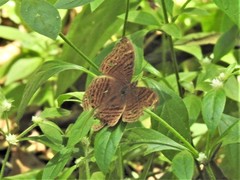 Junonia gregorii