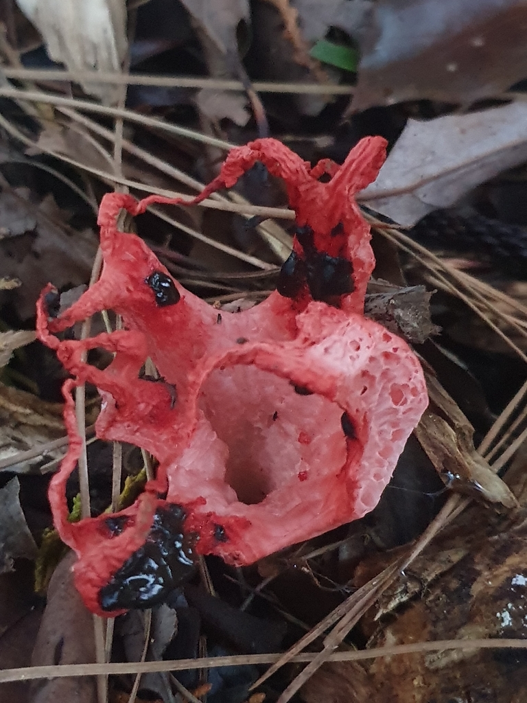 Clathrus archeri · April 2026 · photo: © corli (iNaturalist, cc-by)