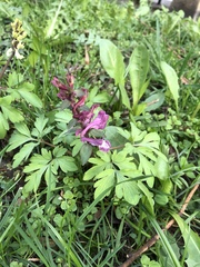 Corydalis cava
