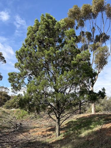 Slender Cypress-pine