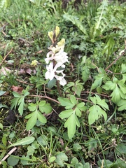 Corydalis cava