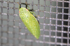 Rugosana querci