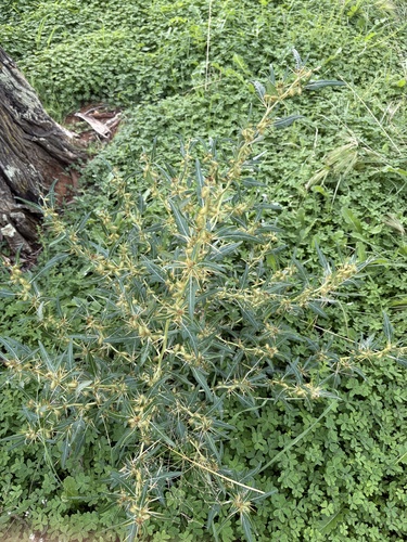 spiny cocklebur