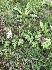 Corydalis cava