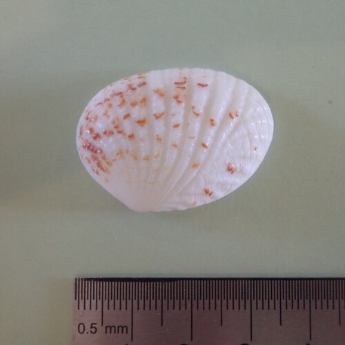 Gafrarium pectinatum observed 2026-04-10