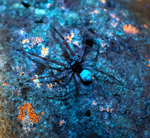 False Black Widow, Assen, Nederland, photo 7 of 10