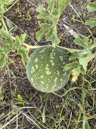 Fodder Melon