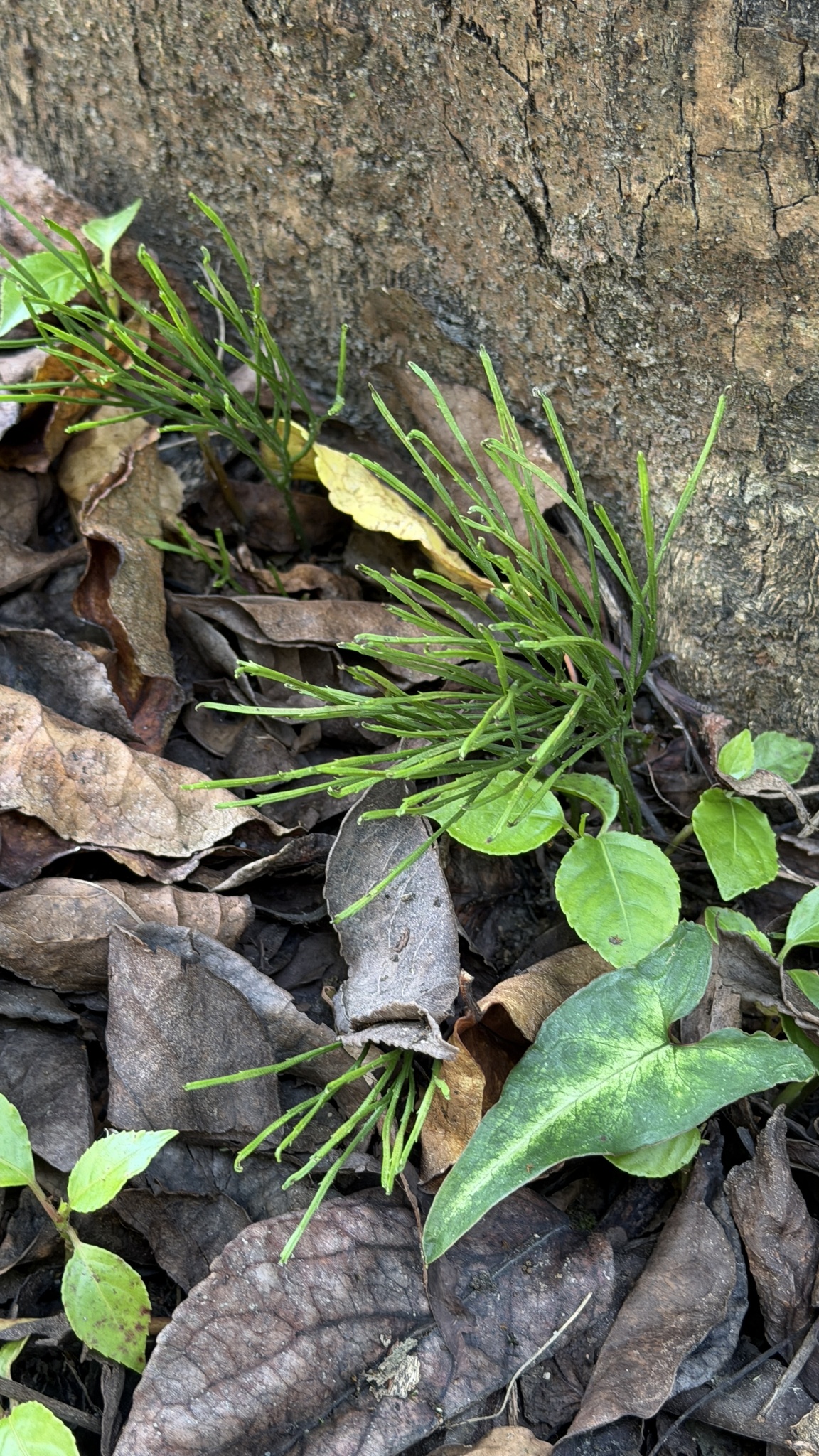 Whisk Fern (Psilotum nudum)