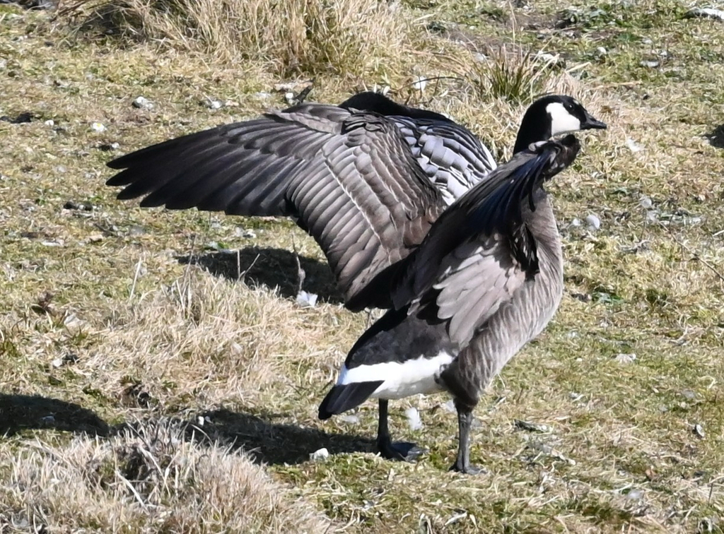 Branta hutchinsii x leucopsis