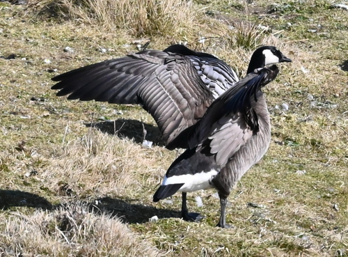 Branta hutchinsii x leucopsis