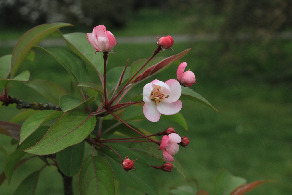 Malus bhutanica