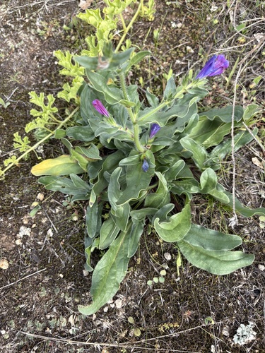 purple viper's-bugloss
