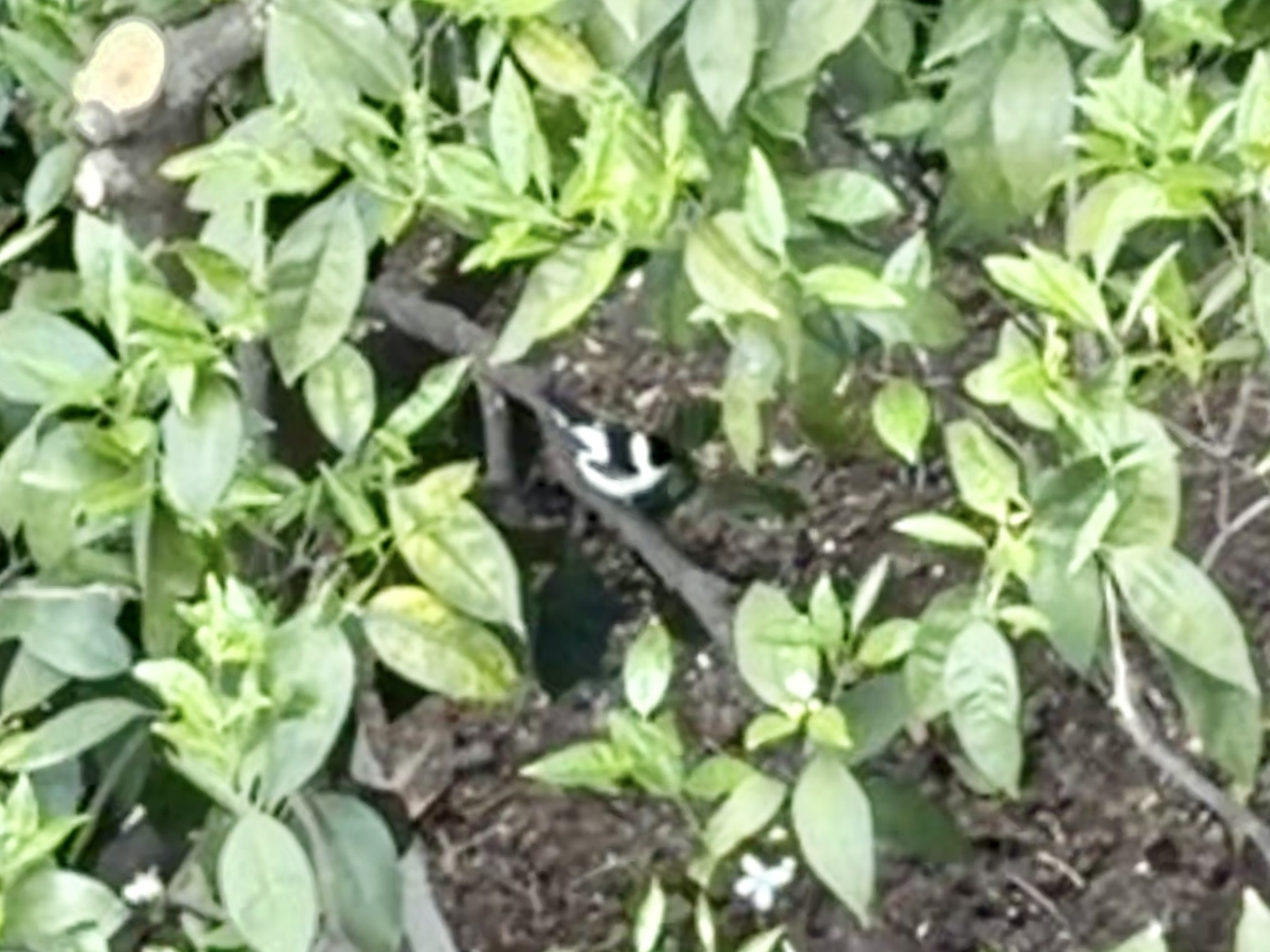 Collared Flycatcher (Ficedula albicollis), photo 5