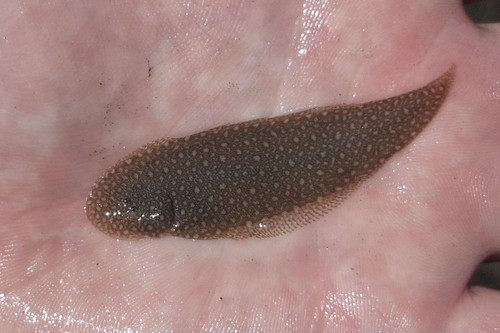 Double-lined tongue sole (Paraplagusia bilineata) — Cynoglossidae — 2