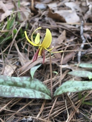 Erythronium umbilicatum