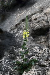 Verbascum levanticum