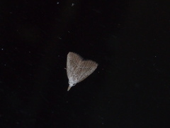 Meganola brunellus