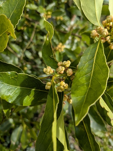 Bay laurel (Laurus nobilis)