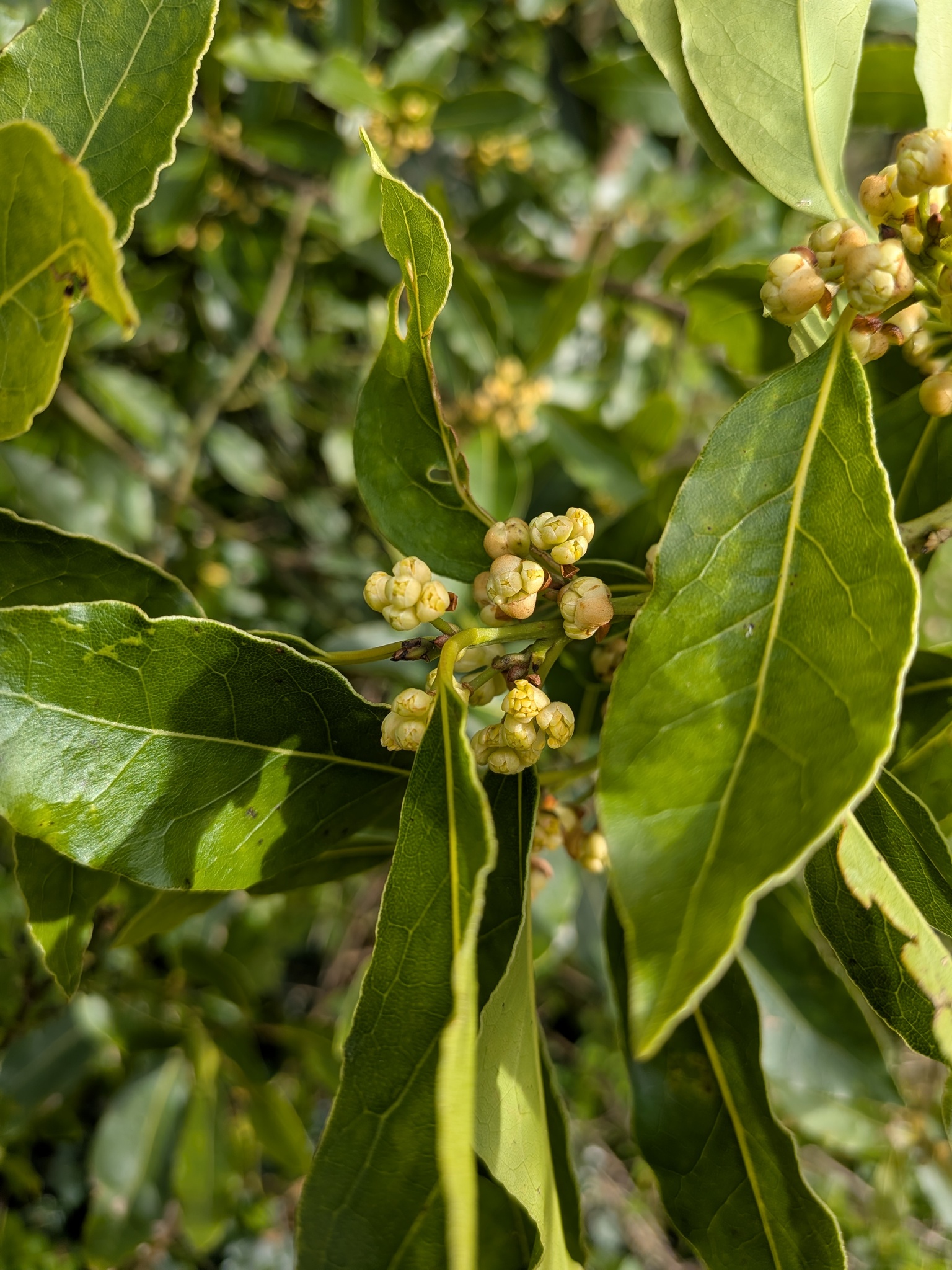 Bay Laurel (Laurus nobilis)