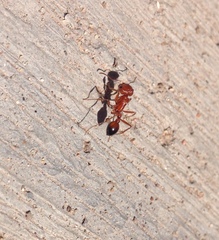Pogonomyrmex californicus