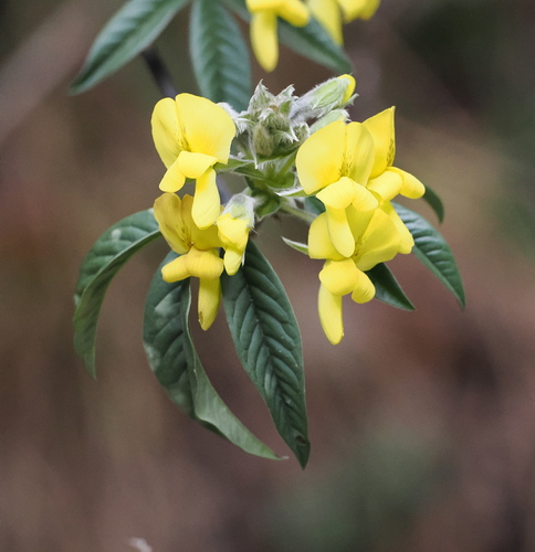 Nepal laburnum (Piptanthus nepalensis)