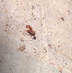 Pogonomyrmex californicus