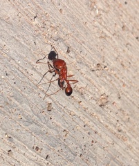 Pogonomyrmex californicus