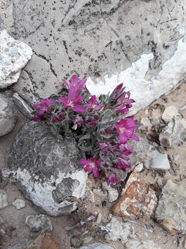 Image of Stenandrium barbatum by no rights reserved