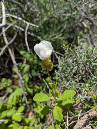 Sage-leaved Rock-rose (Cistus salviifolius)