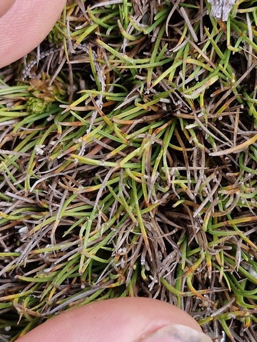 Oreobolus strictus observed 2026-04-05