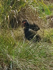 Porphyrio hochstetteri