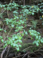 Hedycarya angustifolia, photograph (c) Bryce Watts-Parker, some rights reserved (CC BY)