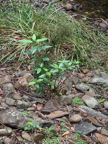 Hedycarya angustifolia, photograph 2