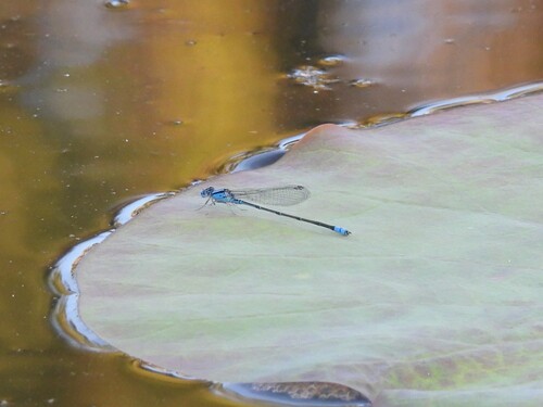 Australian Blue Riverdamsel photo 3