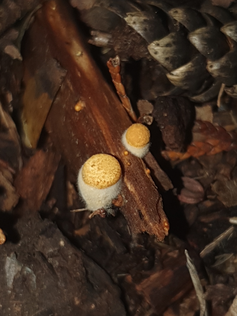 Crucibulum simile · April 2026 · photo: © corli (iNaturalist, cc-by)